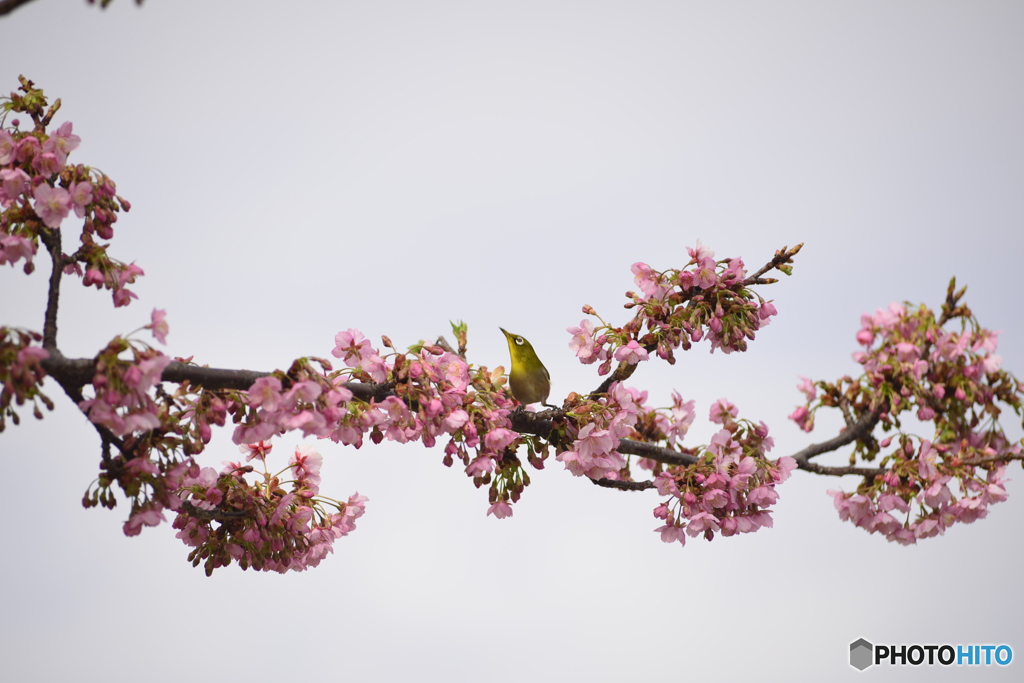 河津桜とメジロ　①