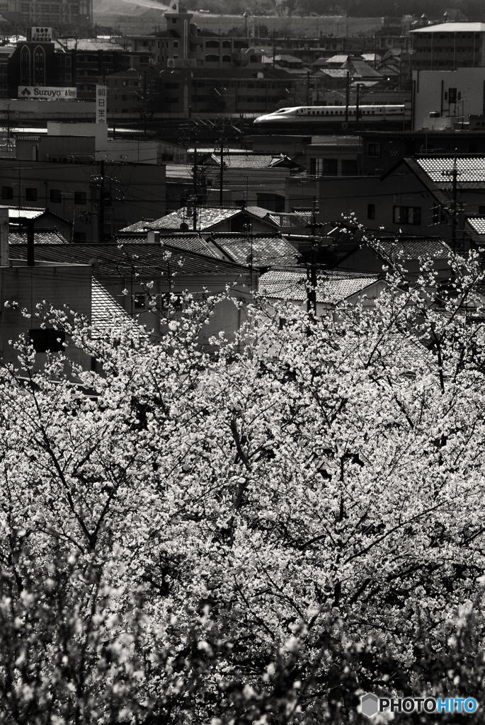 掛川城の桜----②