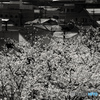 掛川城の桜----②