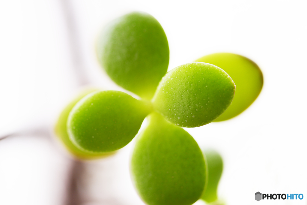 Happy Green！