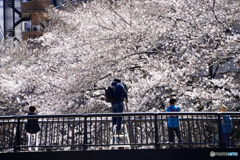 目黒川----⑧
