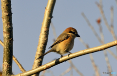 鳥撮り---③