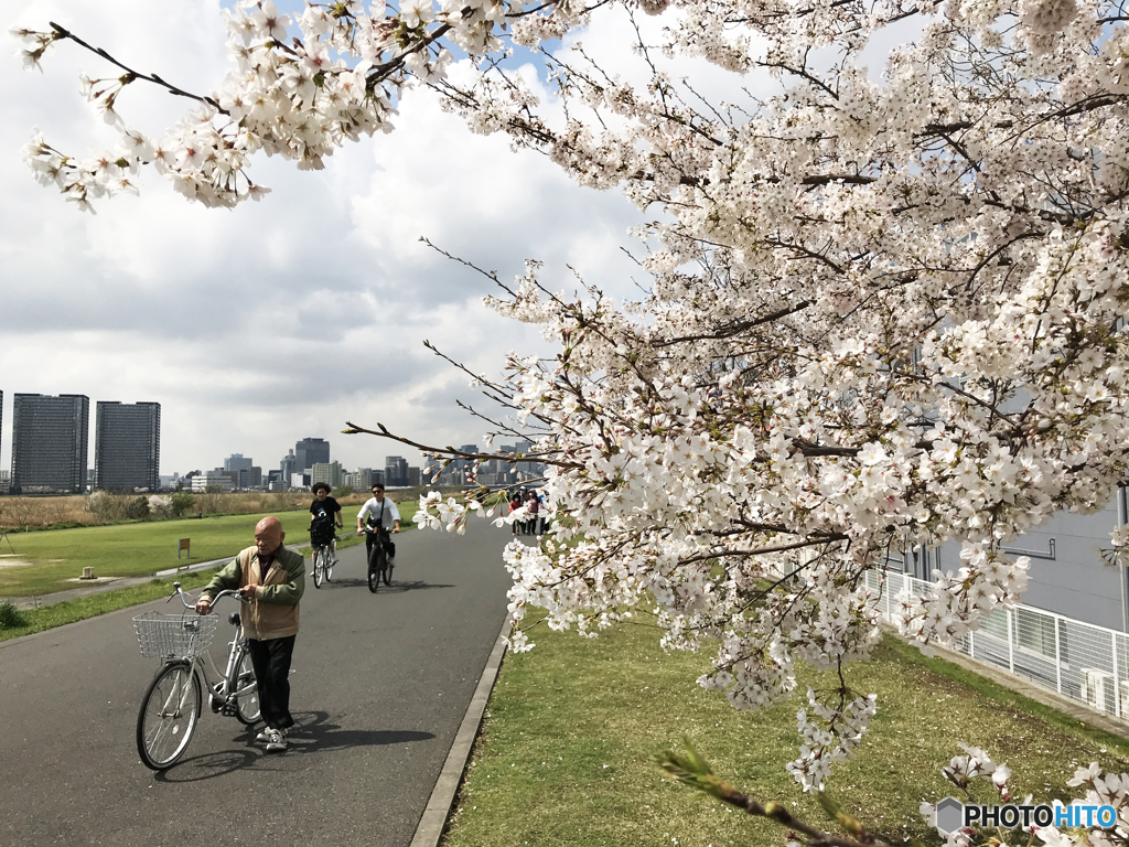 多摩川堤の桜----①