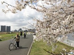 多摩川堤の桜----①