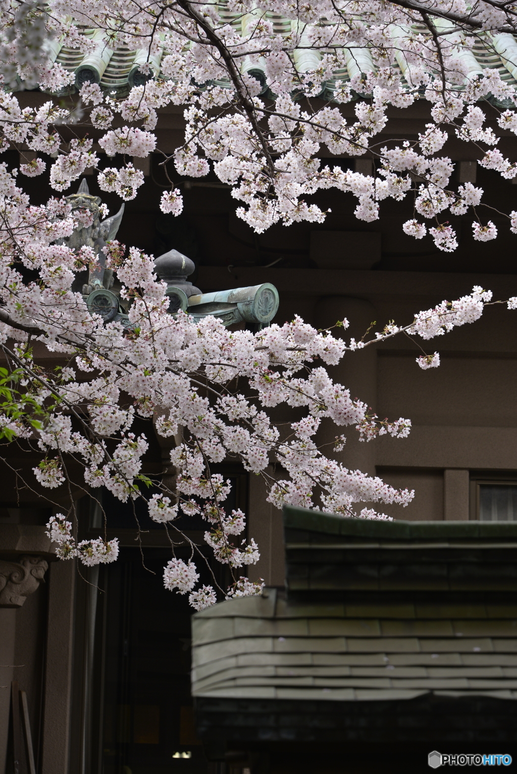 湯島聖堂の春桜----③
