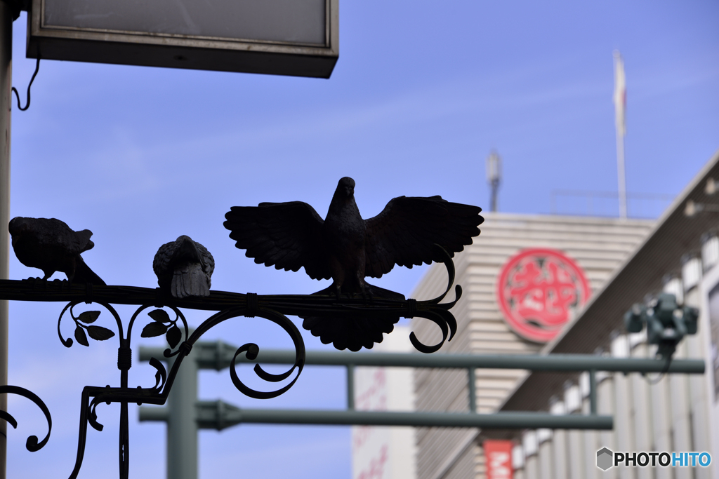 ハト