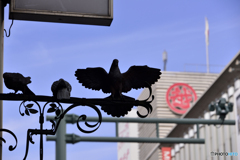 ハト
