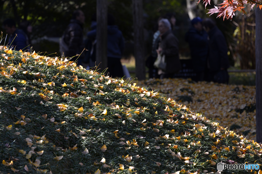 九品仏浄真寺の紅葉---⑪
