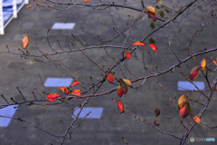 秋・街角----(25)