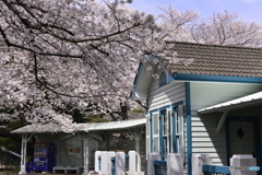 春爛漫のヨコハマ---②