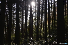 秋の野山---④