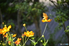 ご近所散歩---天の声