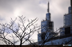 春をじっと・・都会