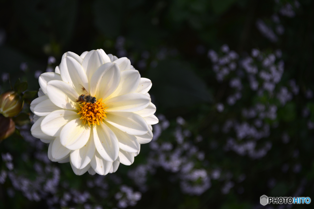 横浜の花たち----②