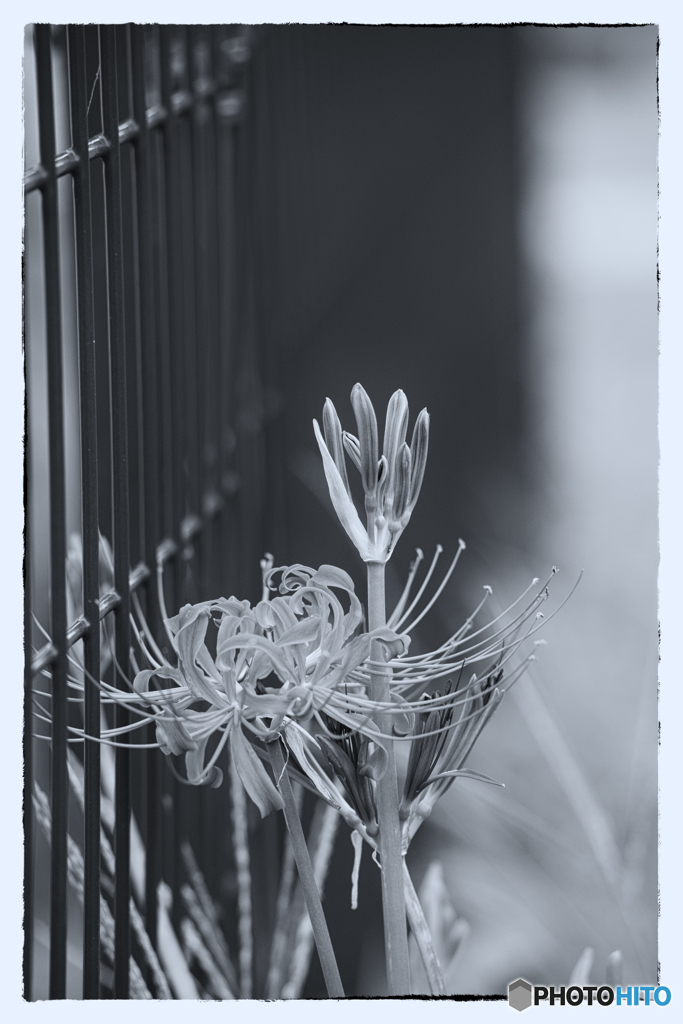 曼珠沙華・・・赤