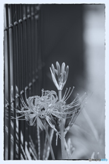 曼珠沙華・・・赤