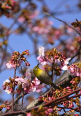 桜のウメジロー----③