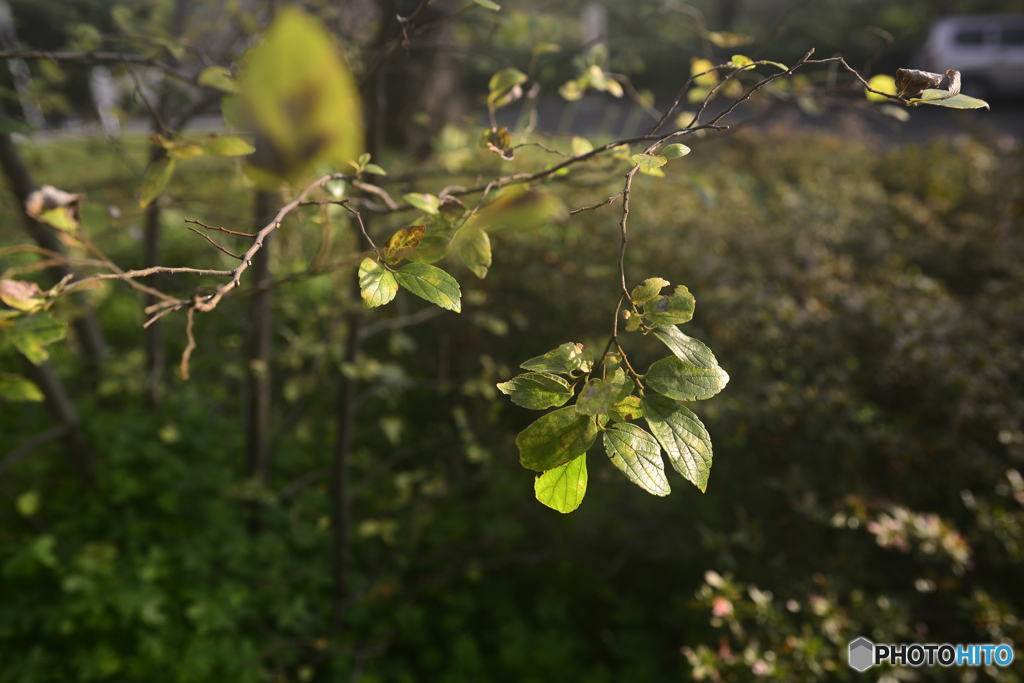 白内障のオールドレンズテスト---③