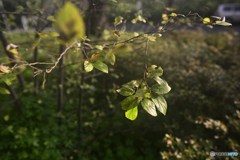 白内障のオールドレンズテスト---③