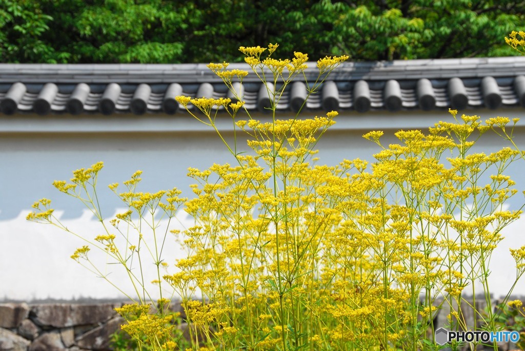 白壁に静風あり