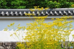 白壁に静風あり