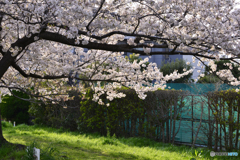 春の陽