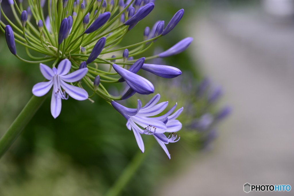梅雨に花----⑥