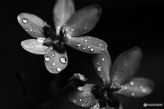 あぁ、今日は雨だった----④