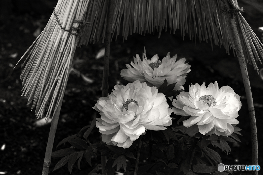 モノクロ16---①