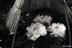 モノクロ16---①