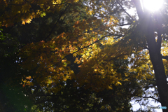 紅葉散歩---⑳