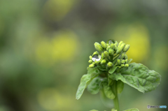 マクロで雨粒を・・・練習---③