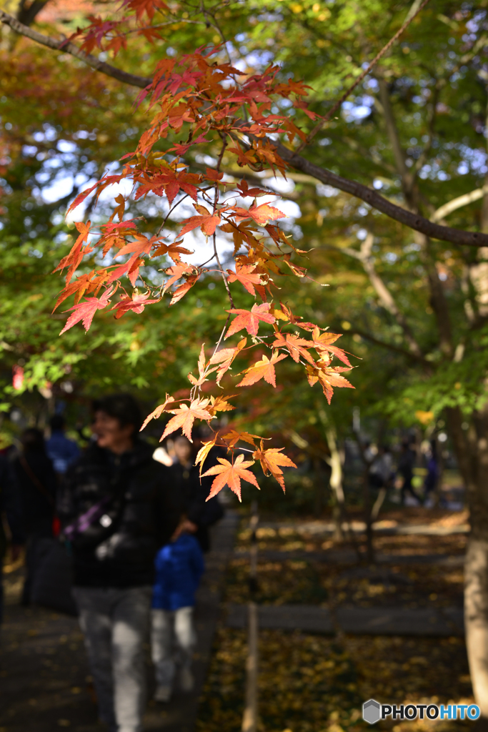九品仏浄真寺の紅葉---④