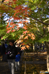 九品仏浄真寺の紅葉---④