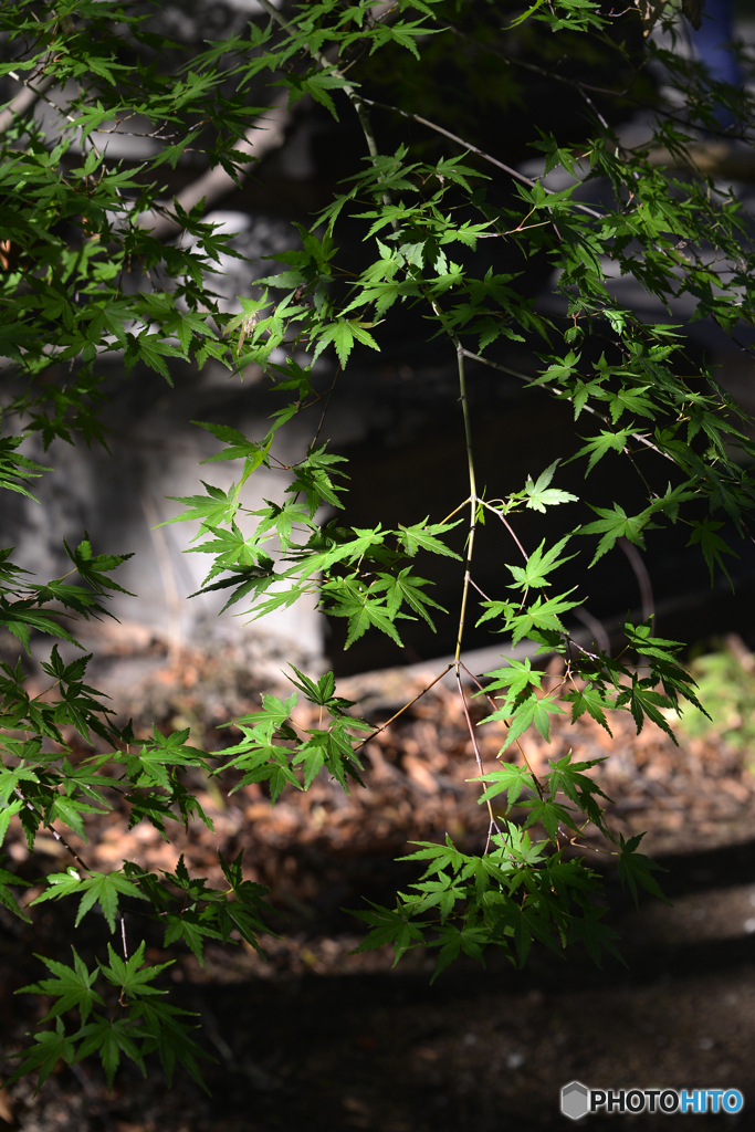 九品仏浄真寺---②