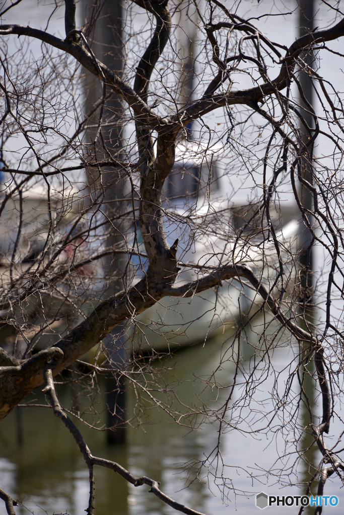小春日和の水面