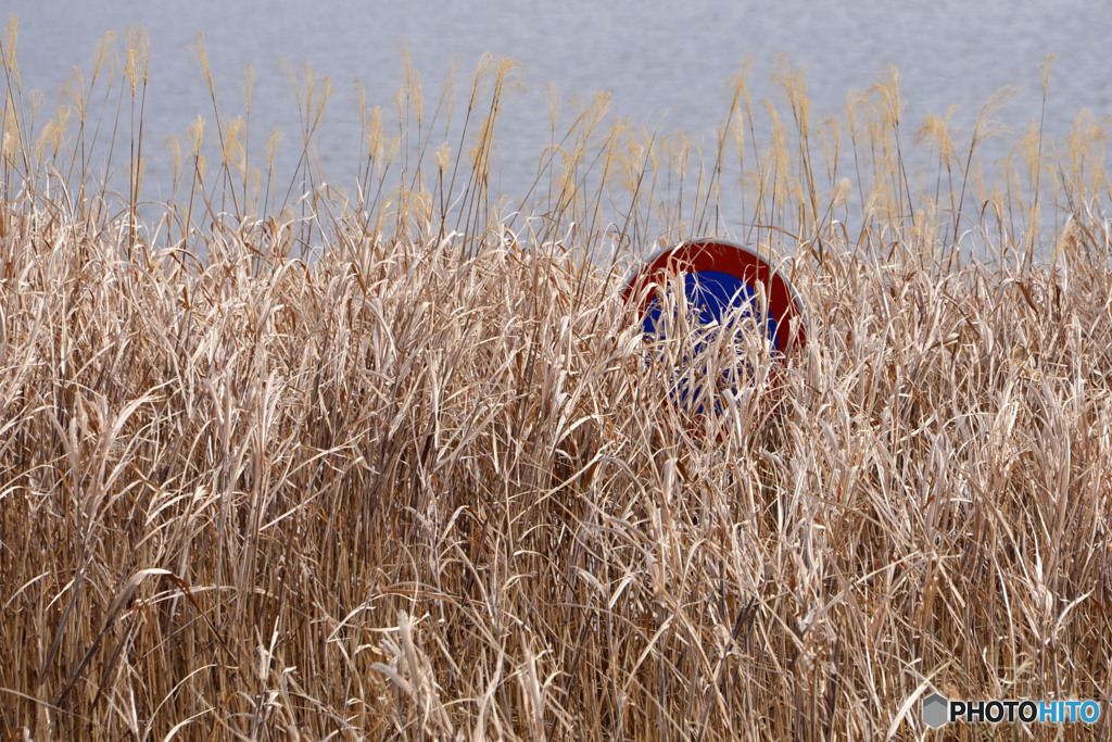多摩川散歩---①