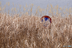 多摩川散歩---①