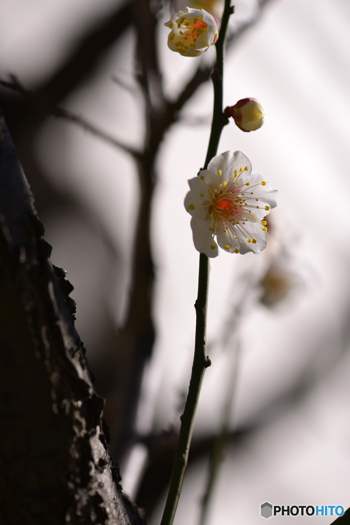 お写真散歩寸景----⑫