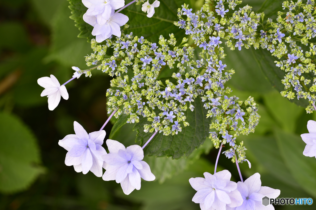 花火のように・・・