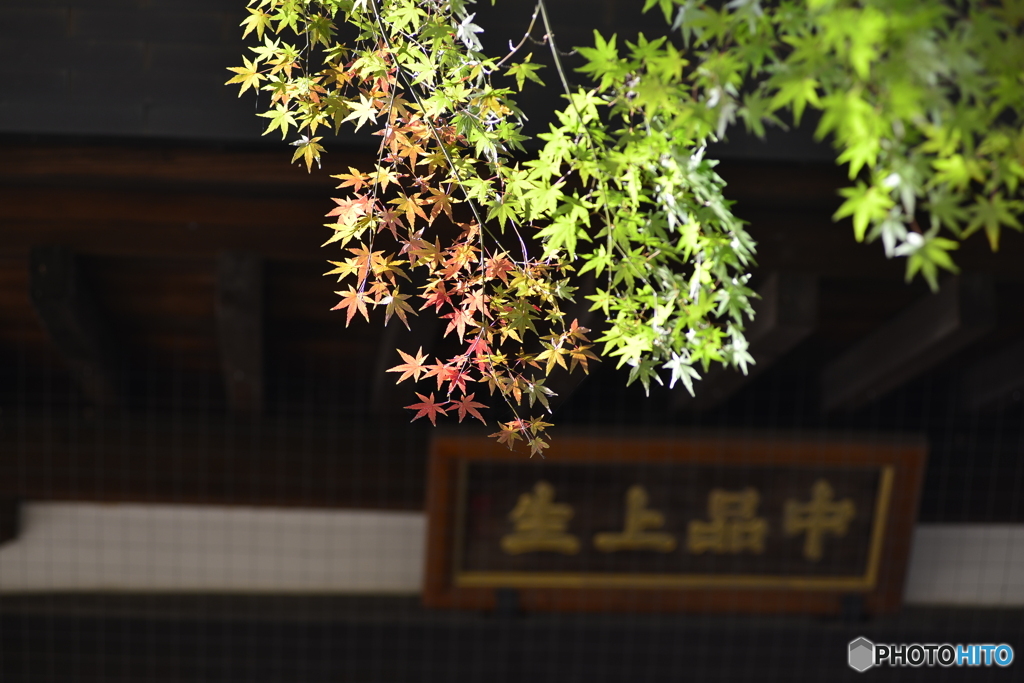 九品寺晩秋----⑮