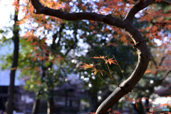 九品仏浄真寺の紅葉---⑩