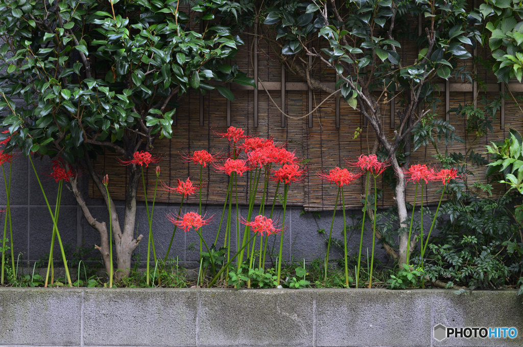 嵐の前の曼珠沙華---①