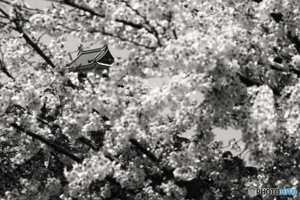 掛川城の桜----①