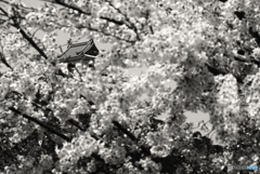 掛川城の桜----①