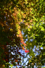 九品仏浄真寺の紅葉----⑧