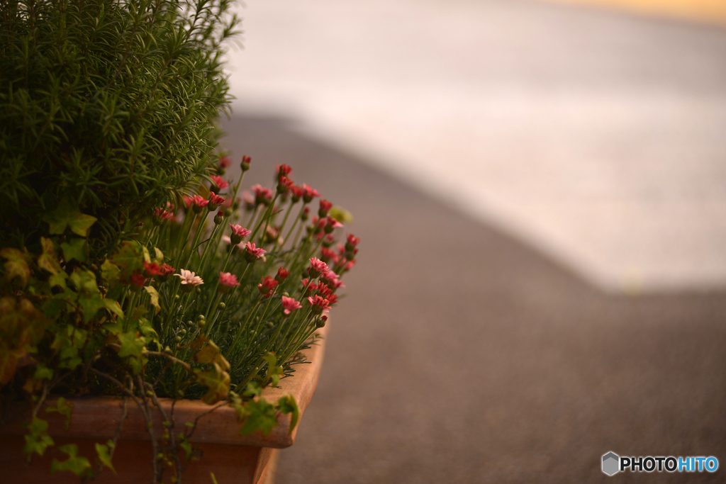 足元のちょっと春