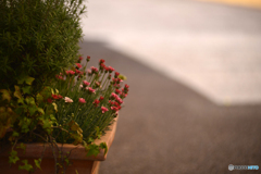 足元のちょっと春