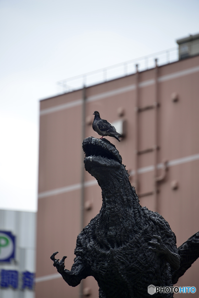 ゴジラに勝った鳩