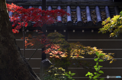 九品仏浄真寺の紅葉---②